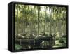 Sri Lanka, Coconut Palm Plantation-Thonig-Framed Stretched Canvas