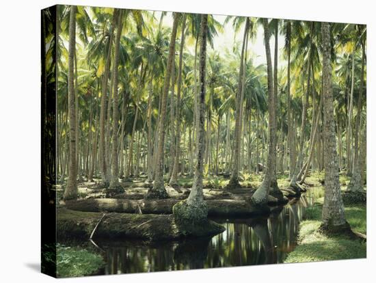 Sri Lanka, Coconut Palm Plantation-Thonig-Stretched Canvas