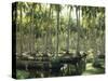 Sri Lanka, Coconut Palm Plantation-Thonig-Stretched Canvas