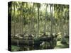 Sri Lanka, Coconut Palm Plantation-Thonig-Stretched Canvas