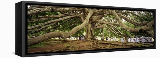 Sri Lanka, Kandy, Peradeniya Botanic Gardens; School Girls Pass by a Bodhi, or Pipal, Tree-Amar Grover-Framed Stretched Canvas