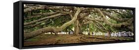 Sri Lanka, Kandy, Peradeniya Botanic Gardens; School Girls Pass by a Bodhi, or Pipal, Tree-Amar Grover-Framed Stretched Canvas