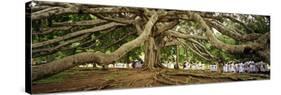 Sri Lanka, Kandy, Peradeniya Botanic Gardens; School Girls Pass by a Bodhi, or Pipal, Tree-Amar Grover-Stretched Canvas