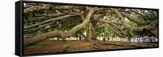 Sri Lanka, Kandy, Peradeniya Botanic Gardens; School Girls Pass by a Bodhi, or Pipal, Tree-Amar Grover-Framed Stretched Canvas