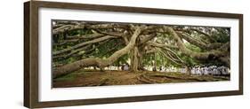 Sri Lanka, Kandy, Peradeniya Botanic Gardens; School Girls Pass by a Bodhi, or Pipal, Tree-Amar Grover-Framed Photographic Print