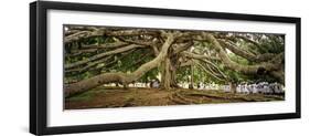 Sri Lanka, Kandy, Peradeniya Botanic Gardens; School Girls Pass by a Bodhi, or Pipal, Tree-Amar Grover-Framed Photographic Print