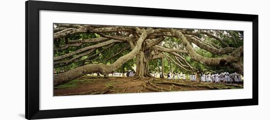 Sri Lanka, Kandy, Peradeniya Botanic Gardens; School Girls Pass by a Bodhi, or Pipal, Tree-Amar Grover-Framed Photographic Print