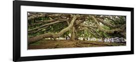 Sri Lanka, Kandy, Peradeniya Botanic Gardens; School Girls Pass by a Bodhi, or Pipal, Tree-Amar Grover-Framed Photographic Print