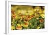 Sri-Lanka, Kandy, Peradeniya Botanical Gardens-Anthony Asael-Framed Photographic Print