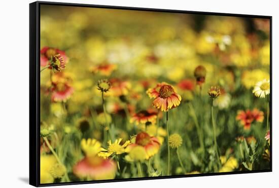 Sri-Lanka, Kandy, Peradeniya Botanical Gardens-Anthony Asael-Framed Stretched Canvas