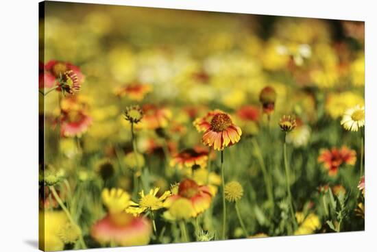 Sri-Lanka, Kandy, Peradeniya Botanical Gardens-Anthony Asael-Stretched Canvas