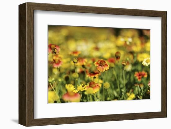 Sri-Lanka, Kandy, Peradeniya Botanical Gardens-Anthony Asael-Framed Photographic Print