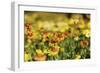 Sri-Lanka, Kandy, Peradeniya Botanical Gardens-Anthony Asael-Framed Photographic Print