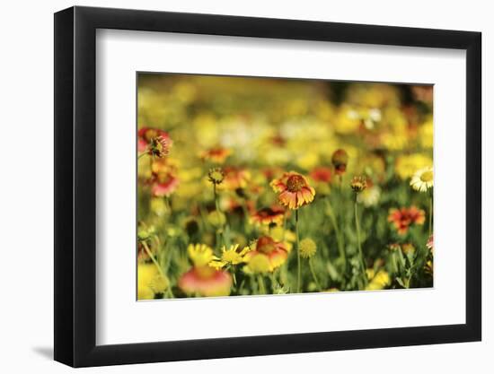 Sri-Lanka, Kandy, Peradeniya Botanical Gardens-Anthony Asael-Framed Premium Photographic Print