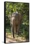 Sri Lanka, Tissamaharama, Ruhuna National Park. Sri Lankan elephant.-Cindy Miller Hopkins-Framed Stretched Canvas