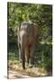 Sri Lanka, Tissamaharama, Ruhuna National Park. Sri Lankan elephant.-Cindy Miller Hopkins-Stretched Canvas