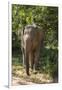 Sri Lanka, Tissamaharama, Ruhuna National Park. Sri Lankan elephant.-Cindy Miller Hopkins-Framed Photographic Print