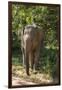 Sri Lanka, Tissamaharama, Ruhuna National Park. Sri Lankan elephant.-Cindy Miller Hopkins-Framed Photographic Print