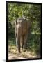 Sri Lanka, Tissamaharama, Ruhuna National Park. Sri Lankan elephant.-Cindy Miller Hopkins-Framed Photographic Print