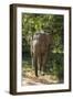 Sri Lanka, Tissamaharama, Ruhuna National Park. Sri Lankan elephant.-Cindy Miller Hopkins-Framed Photographic Print