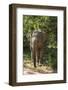Sri Lanka, Tissamaharama, Ruhuna National Park. Sri Lankan elephant.-Cindy Miller Hopkins-Framed Photographic Print