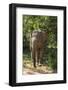 Sri Lanka, Tissamaharama, Ruhuna National Park. Sri Lankan elephant.-Cindy Miller Hopkins-Framed Photographic Print