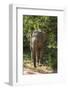 Sri Lanka, Tissamaharama, Ruhuna National Park. Sri Lankan elephant.-Cindy Miller Hopkins-Framed Photographic Print