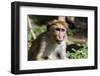 Sri Lanka, Tissamaharama, Ruhuna National Park. Toque macaque.-Cindy Miller Hopkins-Framed Photographic Print