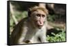 Sri Lanka, Tissamaharama, Ruhuna National Park. Toque macaque.-Cindy Miller Hopkins-Framed Stretched Canvas