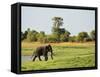 Sri Lankan Elephant (Elephas Maximus Maximus), Minneriya National Park, Sri Lanka, Asia-Jochen Schlenker-Framed Stretched Canvas