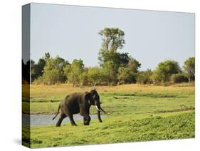 Sri Lankan Elephant (Elephas Maximus Maximus), Minneriya National Park, Sri Lanka, Asia-Jochen Schlenker-Stretched Canvas