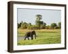 Sri Lankan Elephant (Elephas Maximus Maximus), Minneriya National Park, Sri Lanka, Asia-Jochen Schlenker-Framed Photographic Print