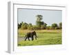 Sri Lankan Elephant (Elephas Maximus Maximus), Minneriya National Park, Sri Lanka, Asia-Jochen Schlenker-Framed Photographic Print