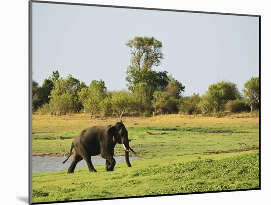 Sri Lankan Elephant (Elephas Maximus Maximus), Minneriya National Park, Sri Lanka, Asia-Jochen Schlenker-Mounted Photographic Print