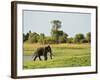 Sri Lankan Elephant (Elephas Maximus Maximus), Minneriya National Park, Sri Lanka, Asia-Jochen Schlenker-Framed Photographic Print