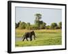 Sri Lankan Elephant (Elephas Maximus Maximus), Minneriya National Park, Sri Lanka, Asia-Jochen Schlenker-Framed Photographic Print