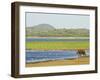 Sri Lankan Elephant (Elephas Maximus Maximus), Minneriya National Park, Sri Lanka, Asia-Jochen Schlenker-Framed Photographic Print