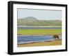 Sri Lankan Elephant (Elephas Maximus Maximus), Minneriya National Park, Sri Lanka, Asia-Jochen Schlenker-Framed Photographic Print