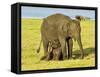 Sri Lankan Elephant (Elephas Maximus Maximus), Minneriya National Park, Sri Lanka, Asia-Jochen Schlenker-Framed Stretched Canvas