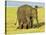 Sri Lankan Elephant (Elephas Maximus Maximus), Minneriya National Park, Sri Lanka, Asia-Jochen Schlenker-Stretched Canvas