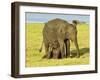 Sri Lankan Elephant (Elephas Maximus Maximus), Minneriya National Park, Sri Lanka, Asia-Jochen Schlenker-Framed Photographic Print