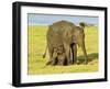 Sri Lankan Elephant (Elephas Maximus Maximus), Minneriya National Park, Sri Lanka, Asia-Jochen Schlenker-Framed Photographic Print