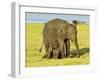 Sri Lankan Elephant (Elephas Maximus Maximus), Minneriya National Park, Sri Lanka, Asia-Jochen Schlenker-Framed Photographic Print