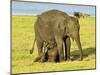 Sri Lankan Elephant (Elephas Maximus Maximus), Minneriya National Park, Sri Lanka, Asia-Jochen Schlenker-Mounted Photographic Print