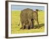 Sri Lankan Elephant (Elephas Maximus Maximus), Minneriya National Park, Sri Lanka, Asia-Jochen Schlenker-Framed Photographic Print