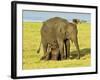 Sri Lankan Elephant (Elephas Maximus Maximus), Minneriya National Park, Sri Lanka, Asia-Jochen Schlenker-Framed Photographic Print