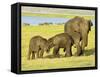 Sri Lankan Elephant (Elephas Maximus Maximus), Minneriya National Park, Sri Lanka, Asia-Jochen Schlenker-Framed Stretched Canvas