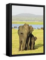 Sri Lankan Elephant (Elephas Maximus Maximus), Minneriya National Park, Sri Lanka, Asia-Jochen Schlenker-Framed Stretched Canvas