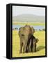 Sri Lankan Elephant (Elephas Maximus Maximus), Minneriya National Park, Sri Lanka, Asia-Jochen Schlenker-Framed Stretched Canvas
