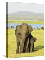 Sri Lankan Elephant (Elephas Maximus Maximus), Minneriya National Park, Sri Lanka, Asia-Jochen Schlenker-Stretched Canvas